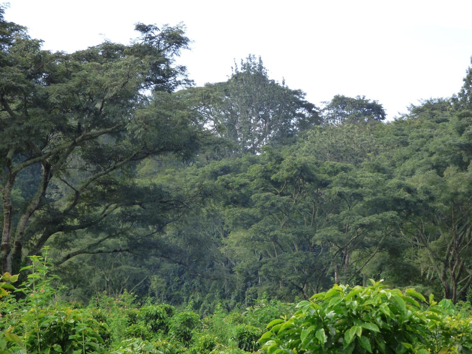 Le Pristine Wellness And Healing Hotel Nyeri Bagian luar foto