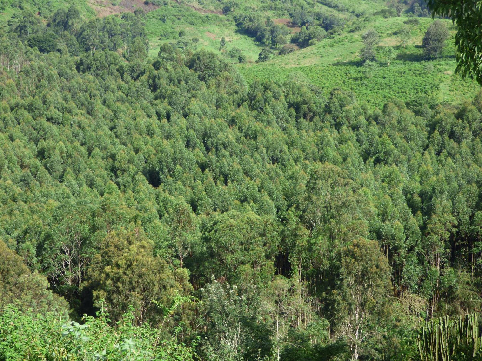 Le Pristine Wellness And Healing Hotel Nyeri Bagian luar foto