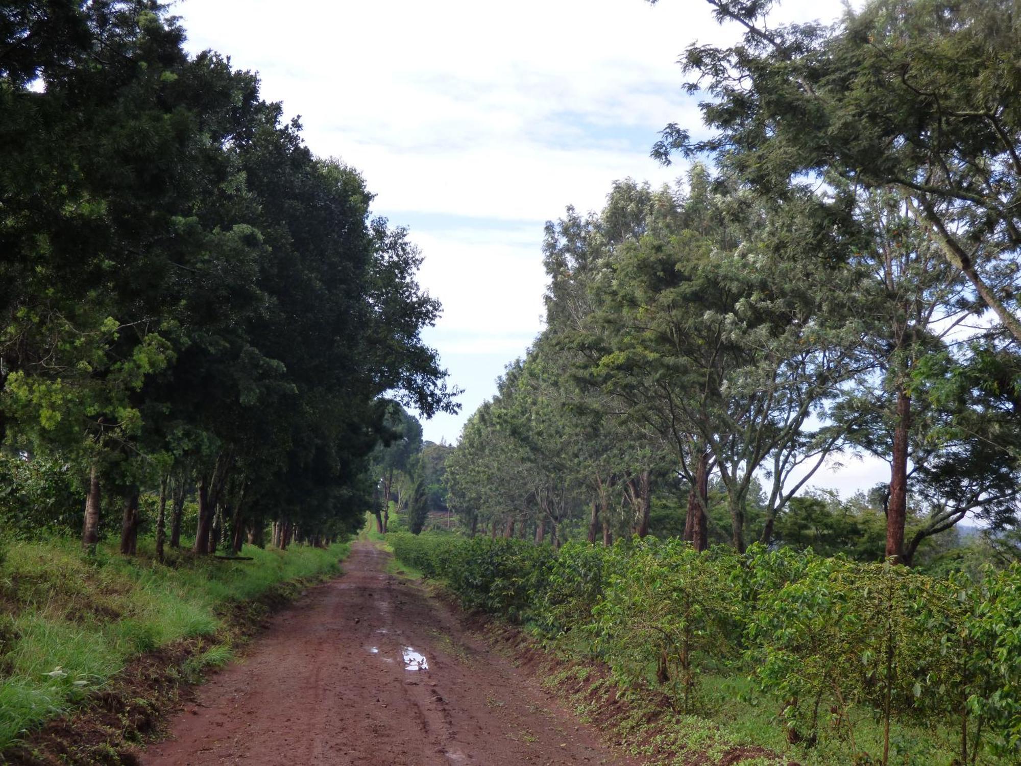 Le Pristine Wellness And Healing Hotel Nyeri Bagian luar foto