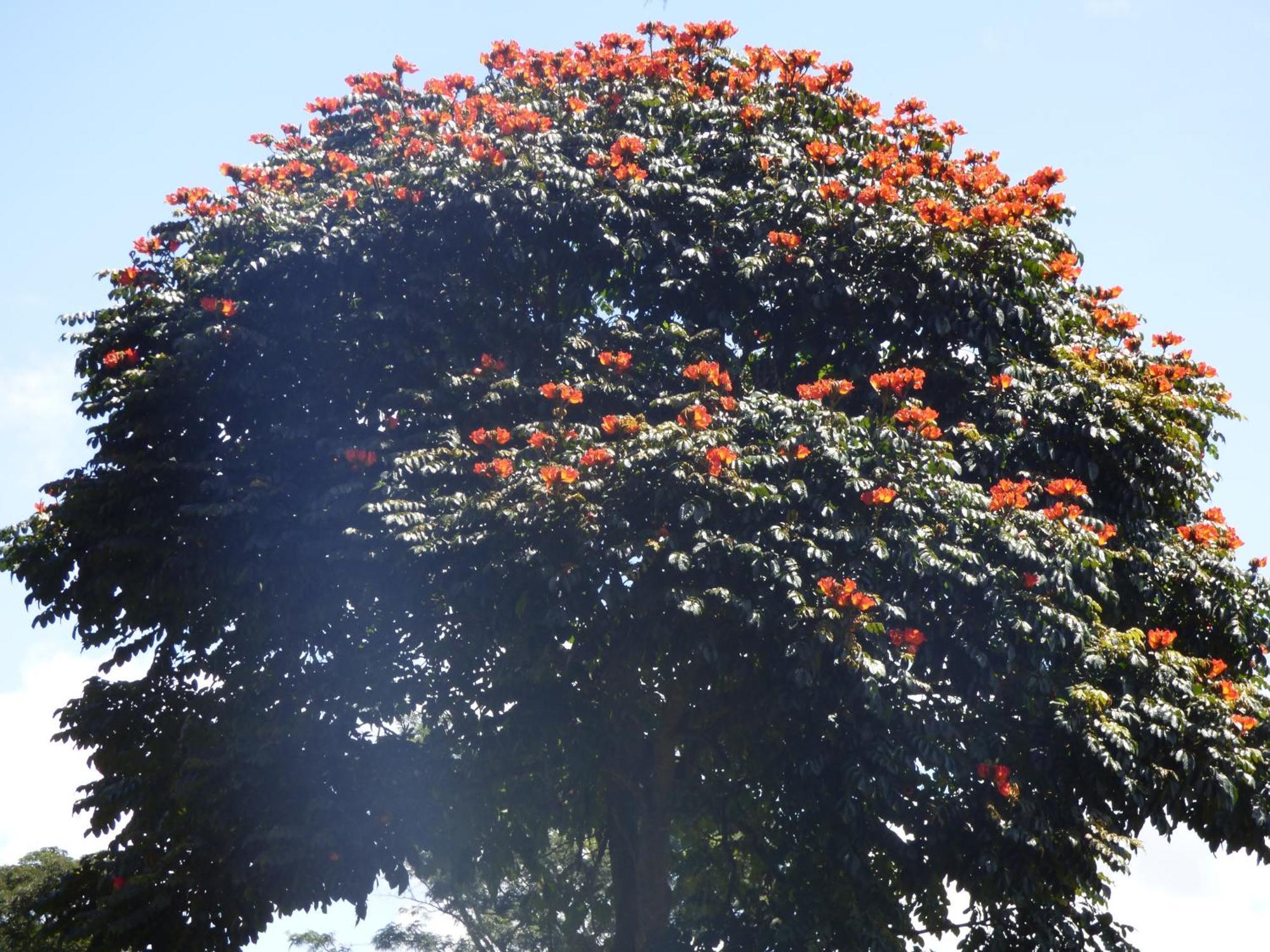 Le Pristine Wellness And Healing Hotel Nyeri Bagian luar foto