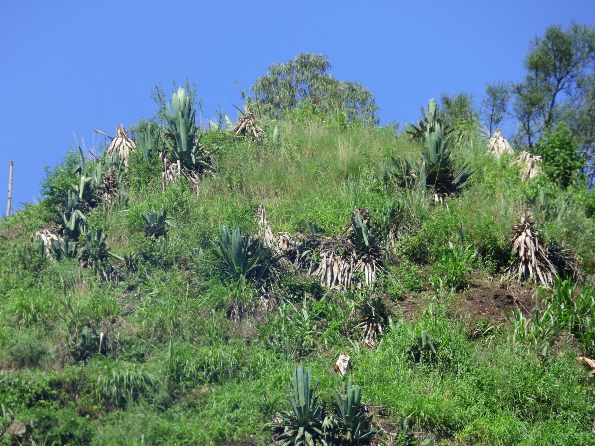 Le Pristine Wellness And Healing Hotel Nyeri Bagian luar foto