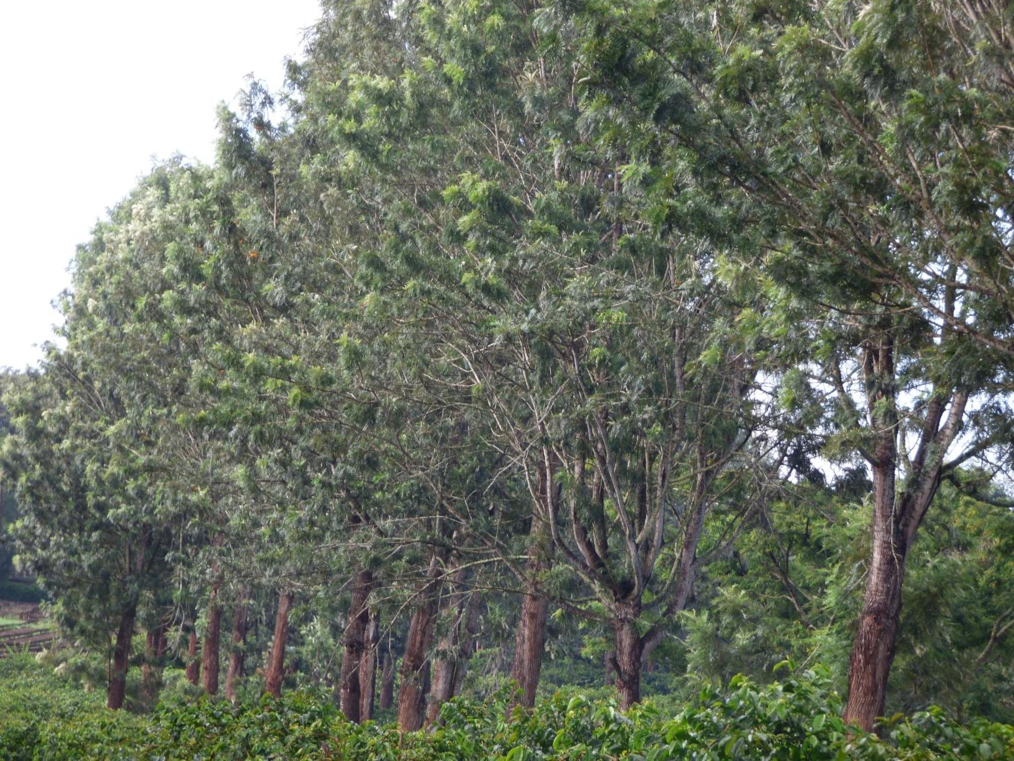 Le Pristine Wellness And Healing Hotel Nyeri Bagian luar foto