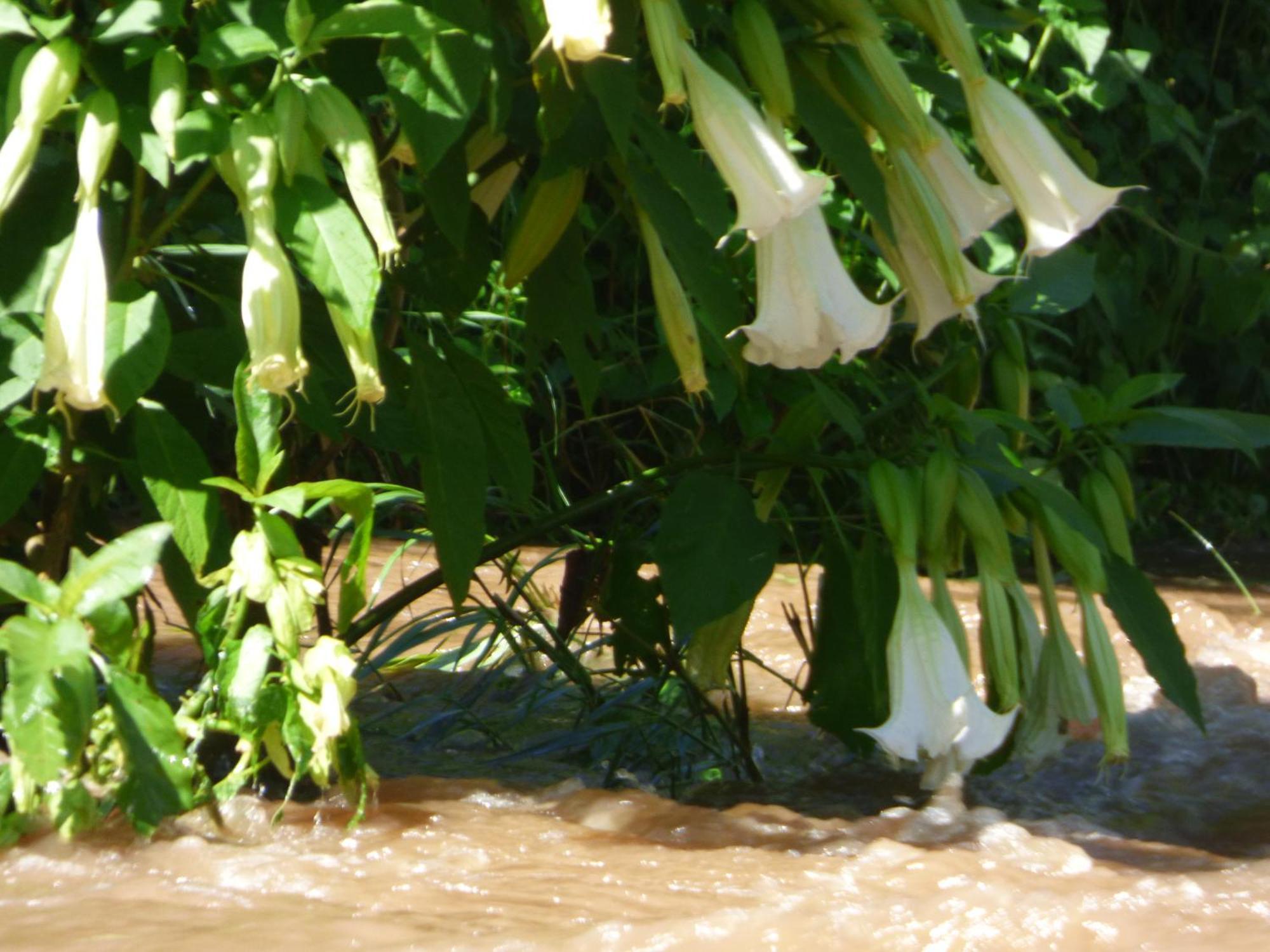 Le Pristine Wellness And Healing Hotel Nyeri Bagian luar foto